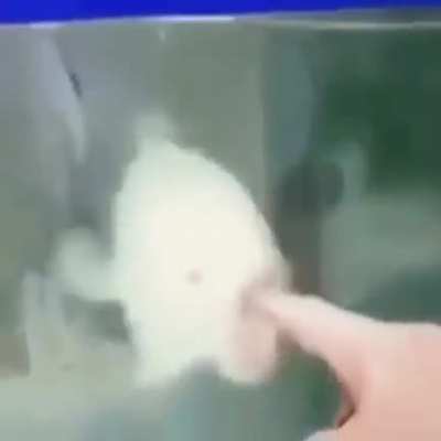 alguien ha visto a un tipo autoculiandose?