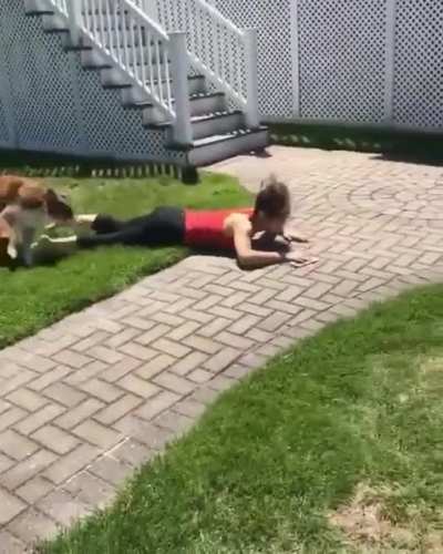 Hit dog hits like a truck