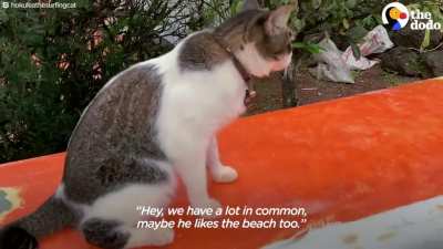 This Hawaiian Surfer Cat
