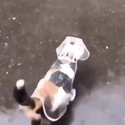 rain cat. anyone know the song?