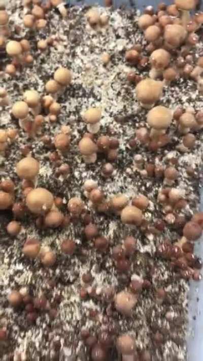 MYCO-TENT GROW (Modified Martha-Tek). Misters, humidifier, temperature, lights and HEPA air exchange all automated! I will never grow in a mono-tub again. Casing layered, pH adjusted - NO CONTAM! The secret to my garden of gold is in the audio play! Guess