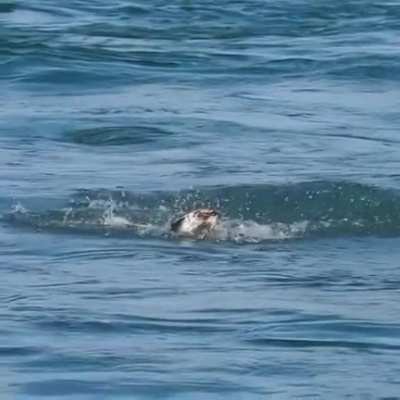 Strong Albanian 🇦🇱 eagle 🦅 shows Serbs 🤮 what happens when they try to go to the sea 🌊