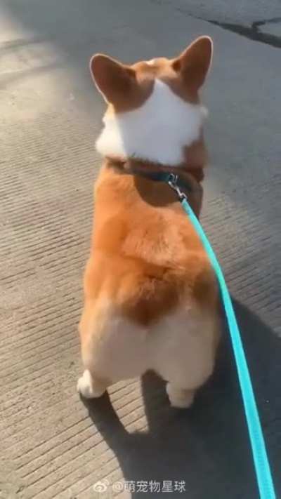 Corgi Dog Dancing