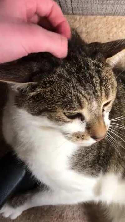 The older he&rsquo;s gotten, the stronger the purr has become