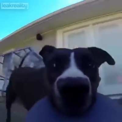 Dog steals Frisbee with a GoPro attached
