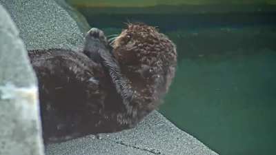 Sea otter noticing a moth (Quatse from the Vancouver Aquarium)