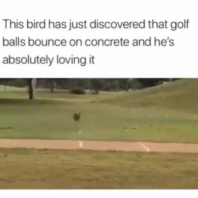 Golf bird