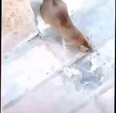Blursed friend