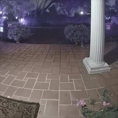 Then the racoon sneaked in..
