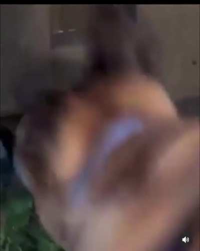 Woof woof