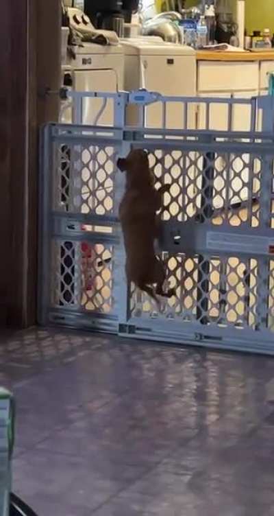 This dog can&rsquo;t be contained