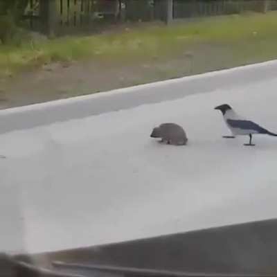 🔥 Helping to cross the street 🔥