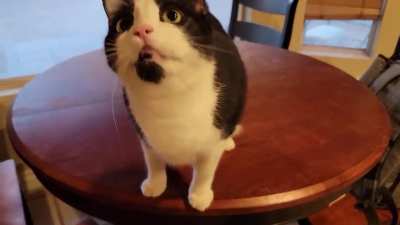Shes gotta let me know when she's waiting for her meal. Happens every morning at 5am and every evening at 6pm on the dot.