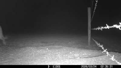 Sniffing trail camera in north-central Nebraska