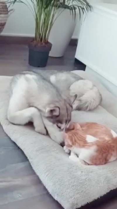 Best friends forever