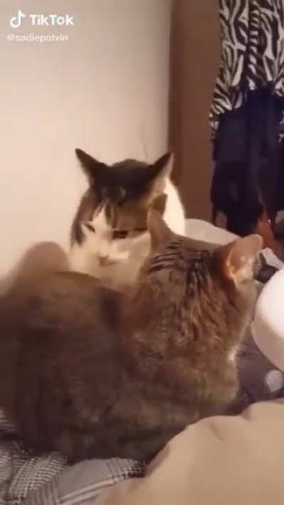 Are cats allowed here?