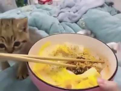 no food for cat