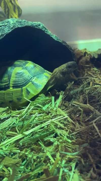 Little Dino