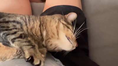 I would die for this animal.