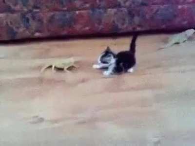 Kitty apocalypse