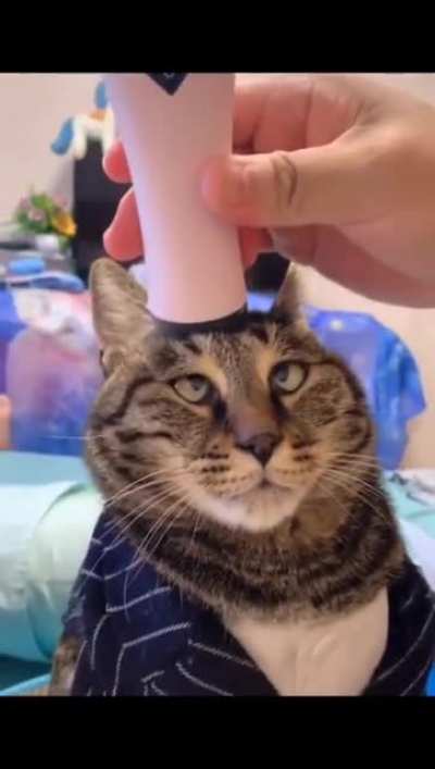 Derp