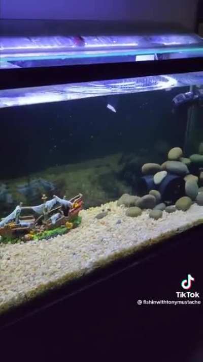 Have you heard a fish scream?