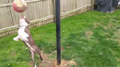Roscoe really really likes tetherball