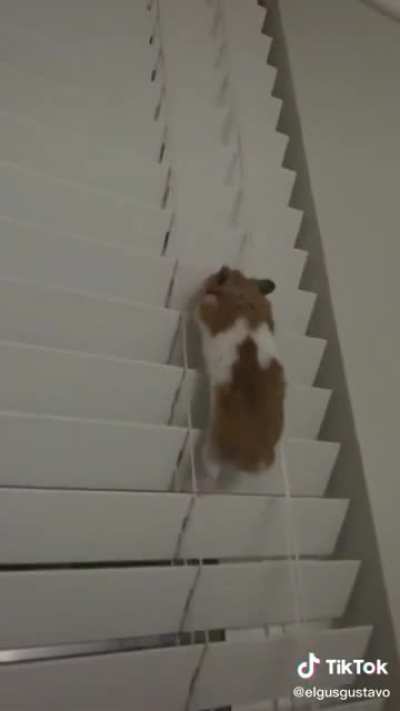 Gus the hamster inspires the world on his dangerous journey up the blinds