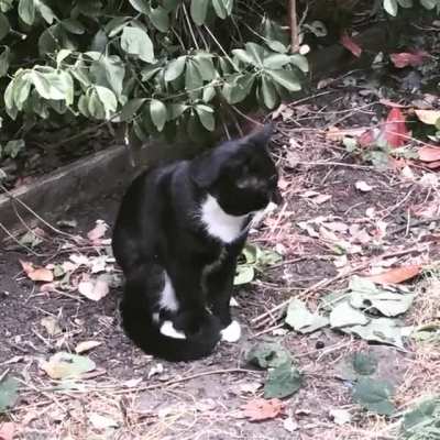 Every morning we go through this with the neighbour&rsquo;s cat