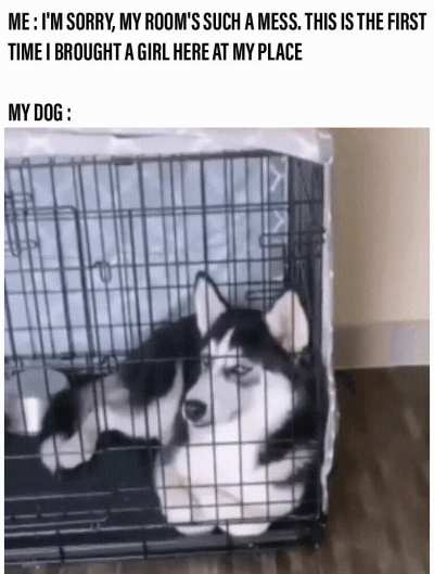 Your dog looks sus
