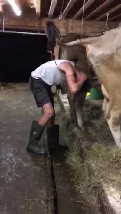la vache!