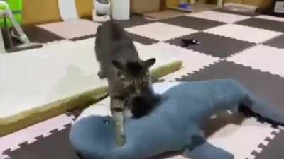 What I&rsquo;d actually end up doing as a catboy