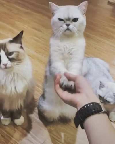 Cat.