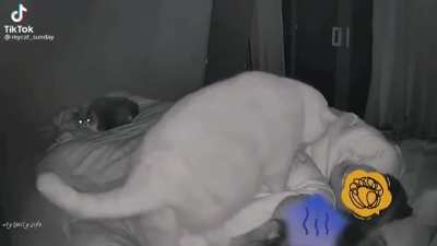 Incubus
