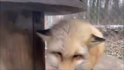 Don't Boop the Snoot