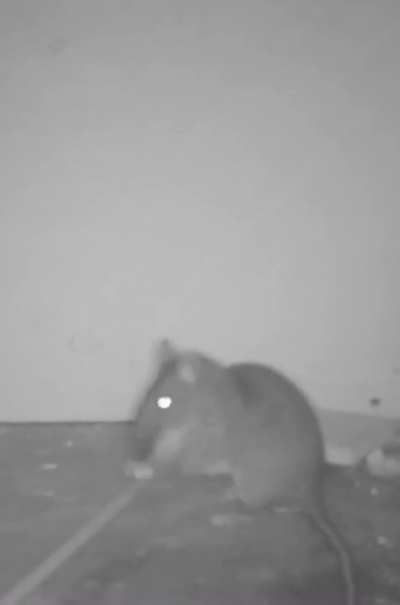 Average Rat Agent (smart rat; it doesn&rsquo;t get hurt)
