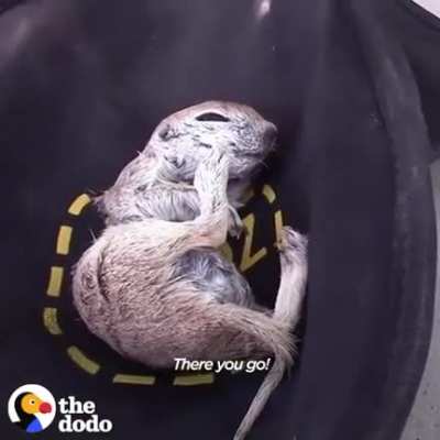 This guy found a prairie dog drowning in his pool — and brought him back to life.