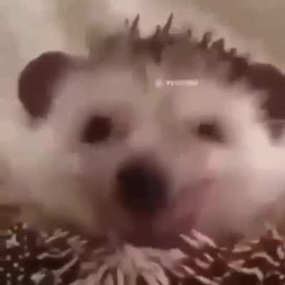Wow un sub del juja