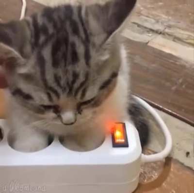 Котенок на подзарядке.