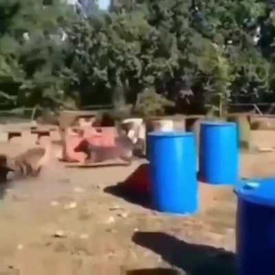 Dog training...