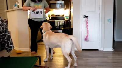 Dogs can learn to recognize and "read" written language. This is my dog Roger with his first two words learned.