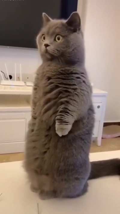 Cat is Shocked........