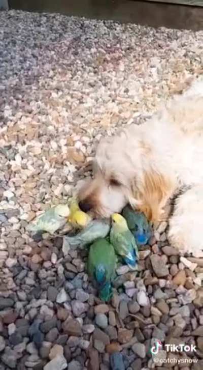 Bird dog