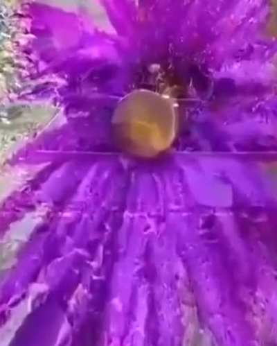 Цветок? Не торопитесь )