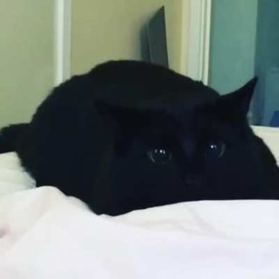Pounce