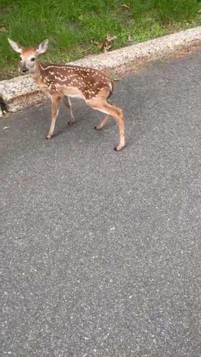 What a treat I was granted yesterday. Little kid wouldn&rsquo;t stop following me.