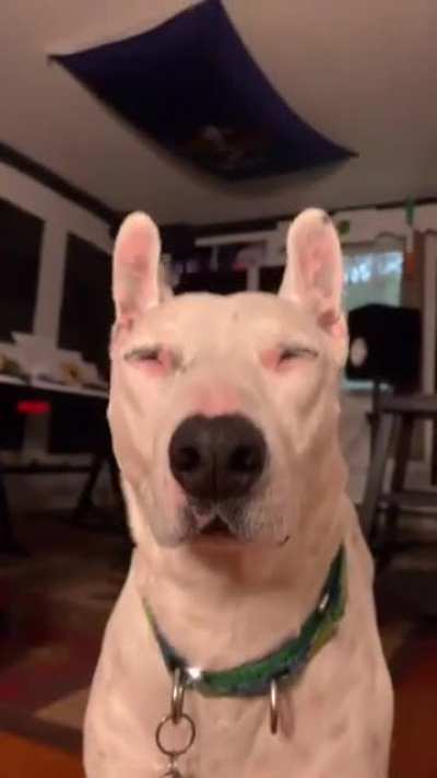 Perro culon