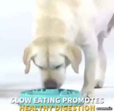 Dog 🐕