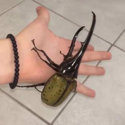 Giant Flying Beetle