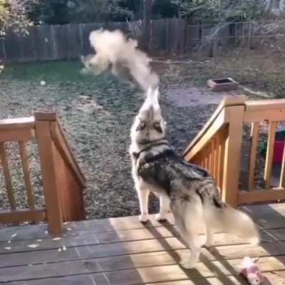 Awoo on a cold day
